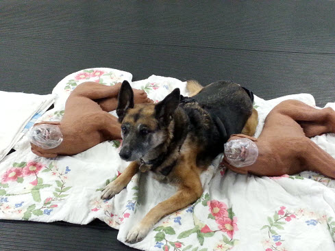 Pet First Aid CPR