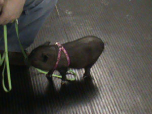 Penelope Teacup pig in training