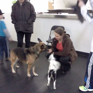 Pet dog training in action